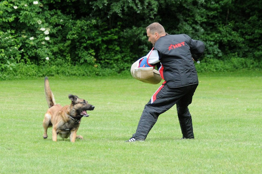 Hunde 09-06-13 16_jpg-1371224157