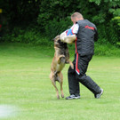 Hunde 09-06-13 19_jpg-1371224164