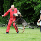 Hunde 09-06-13 21_jpg-1371224173