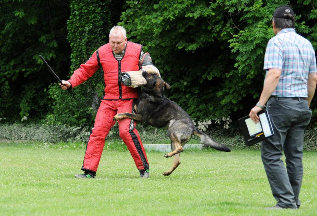 Hunde 09-06-13 21_jpg-1371224173