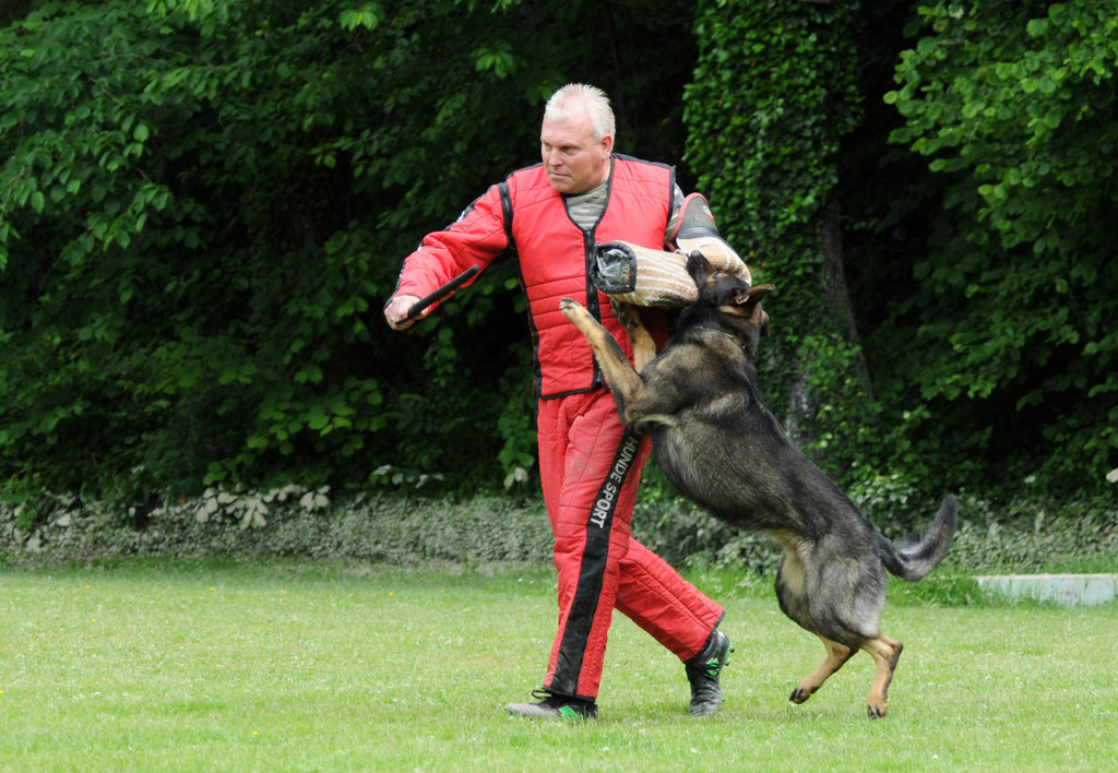 Hunde 09-06-13 23_jpg-1371224181