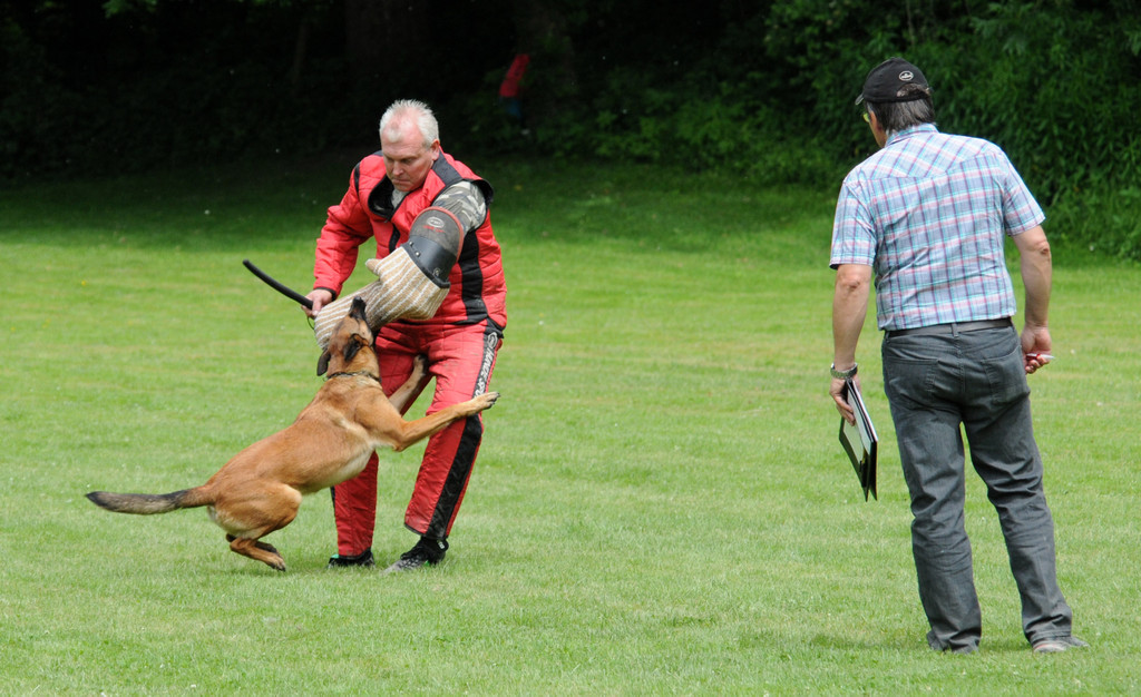 Hunde 09-06-13 68_jpg-1371224270