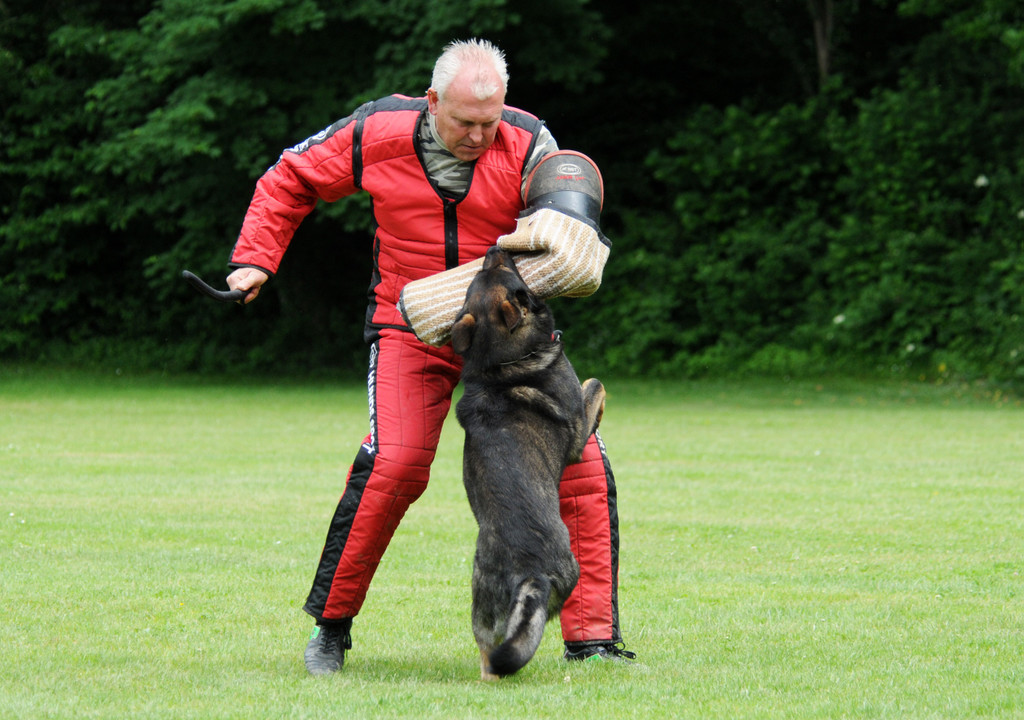 Hunde 09-06-13 30_jpg-1371224188