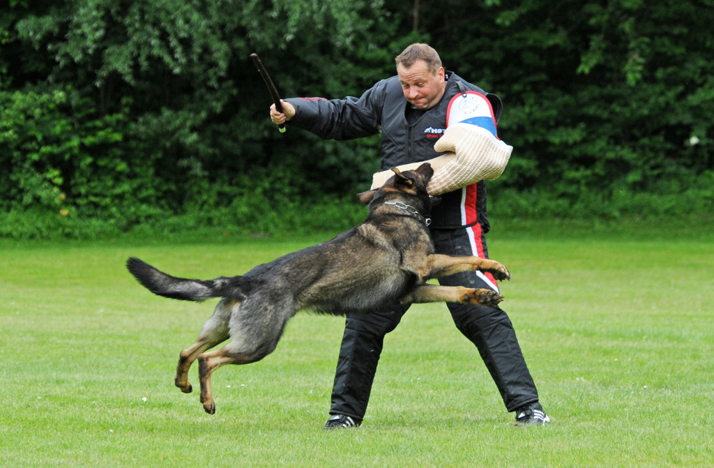 Hunde 09-06-13 38_jpg-1371224196