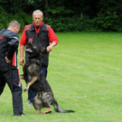 Hunde 09-06-13 40_jpg-1371224212