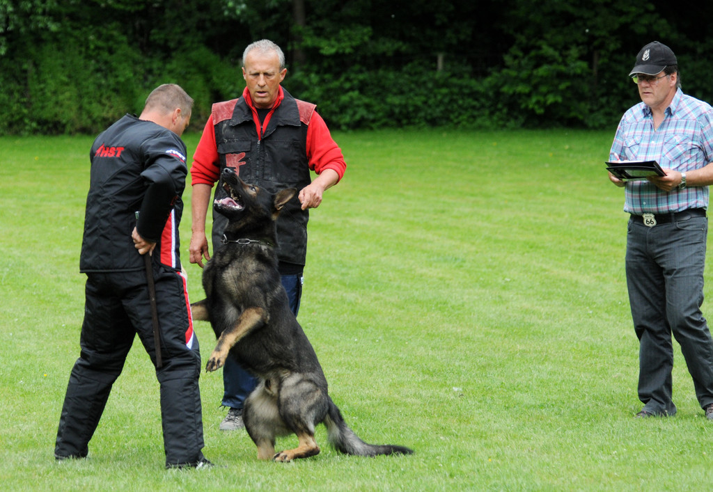 Hunde 09-06-13 40_jpg-1371224212