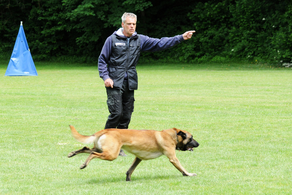 Hunde 09-06-13 43_jpg-1371224221