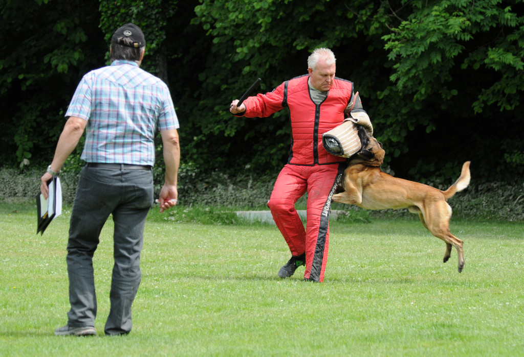 Hunde 09-06-13 44_jpg-1371224230