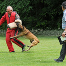 Hunde 09-06-13 47_jpg-1371224240