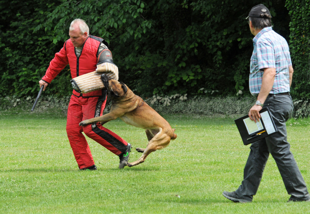 Hunde 09-06-13 47_jpg-1371224240