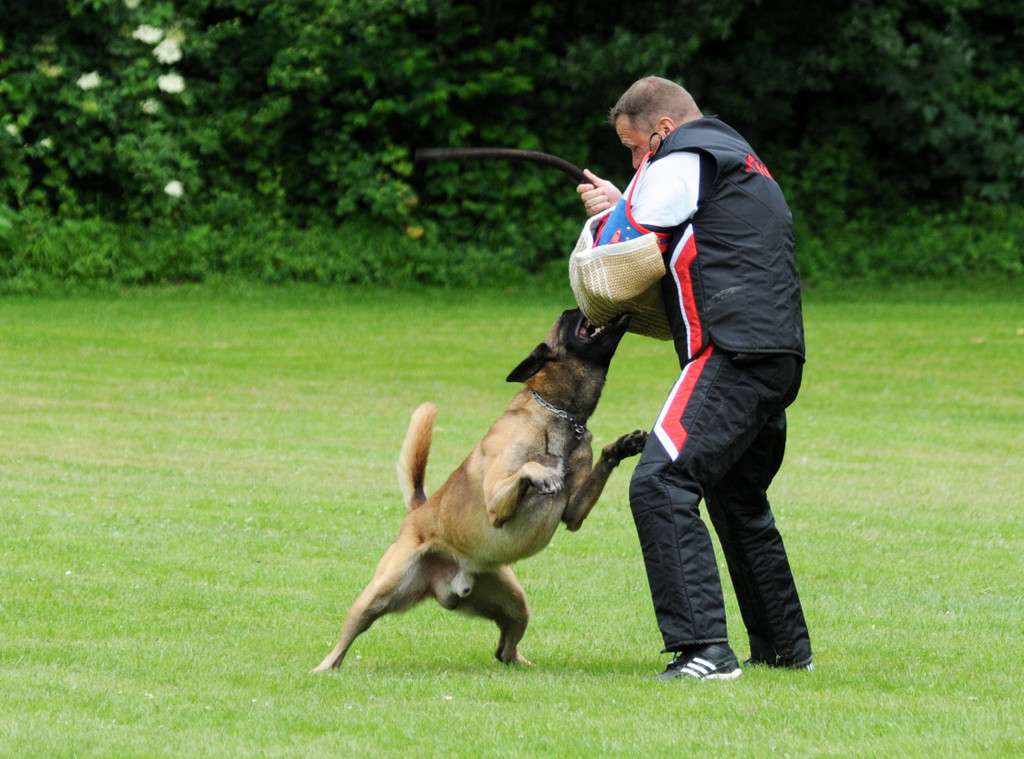 Hunde 09-06-13 60_jpg-1371224254