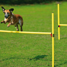 Agility 4_jpg-1371224705