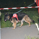 Suchaktion Wiener Neustadt nacht _9_.jpg