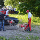 Suchaktion Wiener Neustadt Tag _7_.jpg