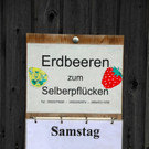 BK_150613_Erdbeerenpfl__cken Koblach 4_jpg-1371329917