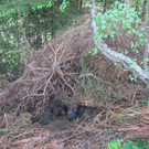 Suchtgiftbunker im Wald _9_ _2_.jpg
