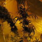 Aufgeh__ngte Cannabispflanzen_15_ _3_ _2_.JPG