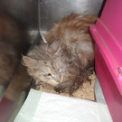 Seltene, hochträchtige Katze in Koffer bei U-Bahnstation in Wien ausgesetzt