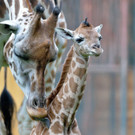 Nachwuchs bei den Giraffen in Schönbrunn: "Lubango"