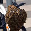 Bienenkönigin rastet auf Fahrrad: 100. Einsatz für Imker der Wiener Feuerwehr