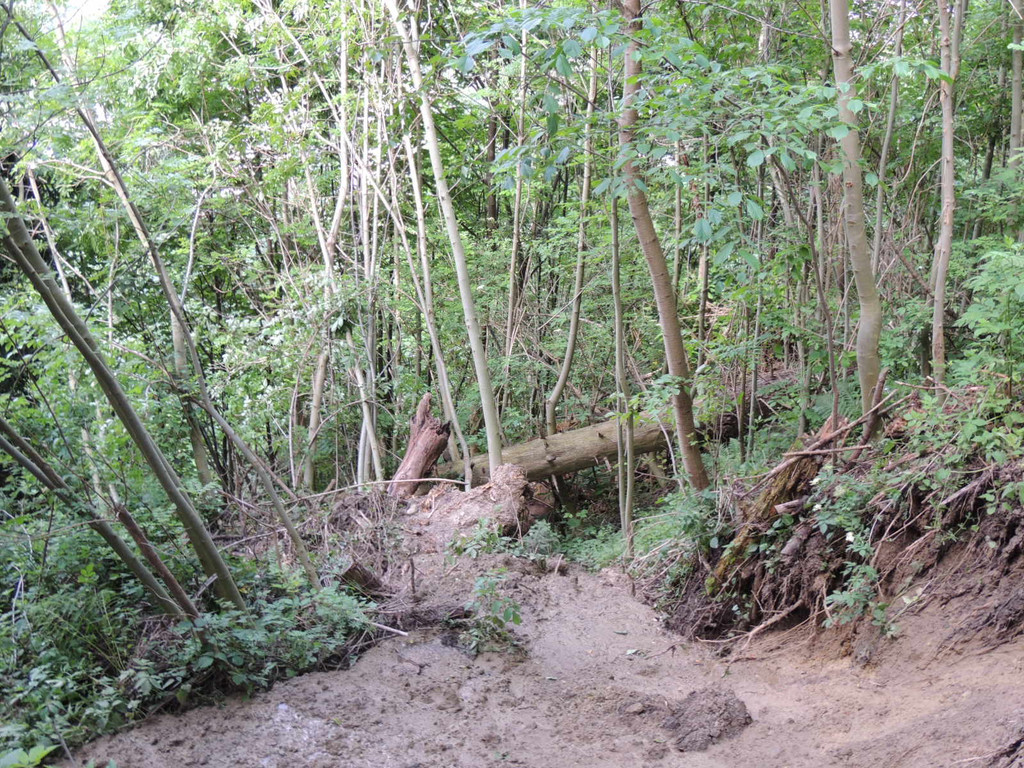 DSCN6981_JPG-1371511580