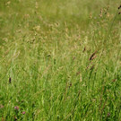 normal_180613heuernteat04003aktivnews038.JPG