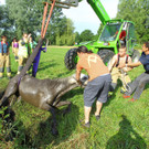 Tierrettung Lustenau24.jpg