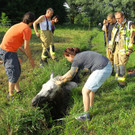 Tierrettung Lustenau03.jpg