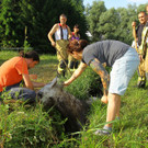 Tierrettung Lustenau04.jpg