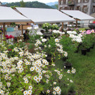 IMG_3264_jpg-1371742525