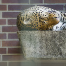 ABD0078-20130620.jpg