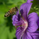ABD0127-20130618.jpg