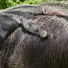 ABD0208-20130618.jpg