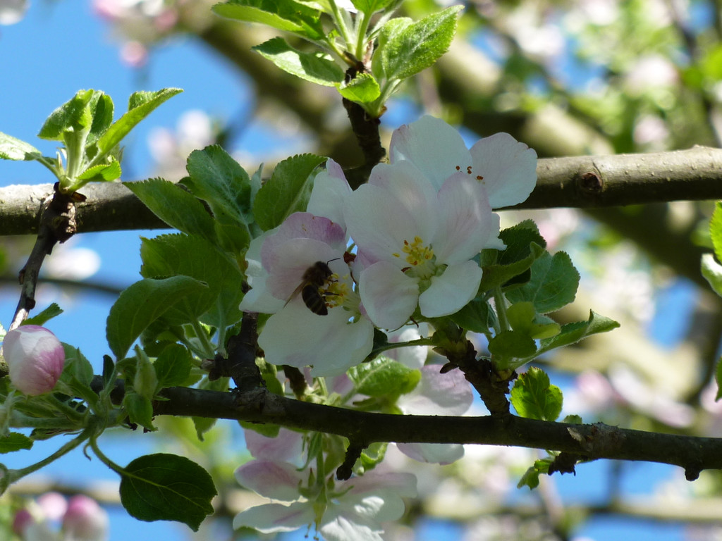 P1050316_JPG-1372002986