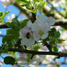 Königreich der Bienen