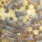 P1010056_JPG-1372003060