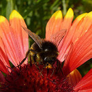 132---Kopie_jpg-1372003160