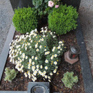    Erhalt durch Spritzungen