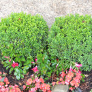 DSCN9145_JPG-1372029819