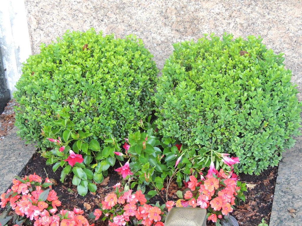 DSCN9145_JPG-1372029819