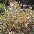 DSCN9150_JPG-1372029836