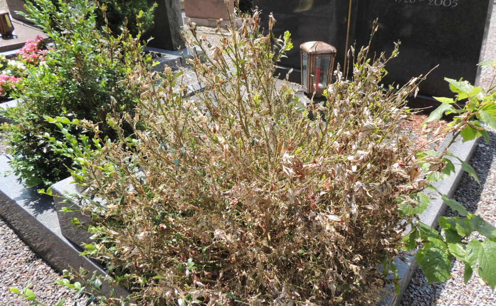 DSCN9150_JPG-1372029836