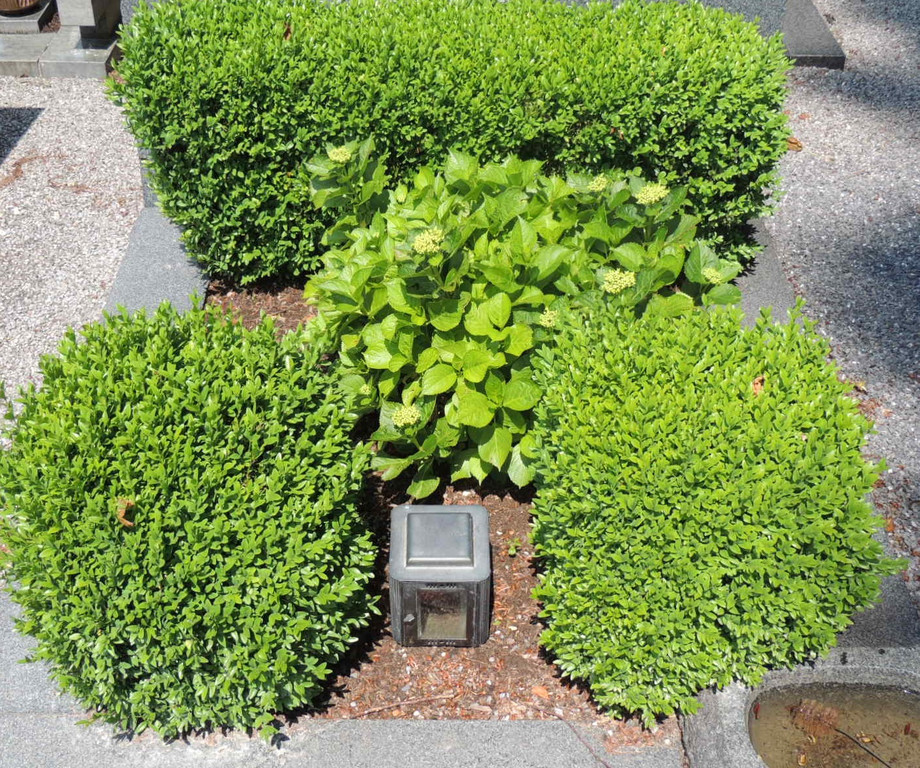 DSCN9155_JPG-1372029856