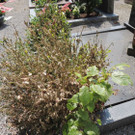 DSCN9152_JPG-1372029842