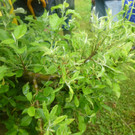 P1020877_JPG-1372052827