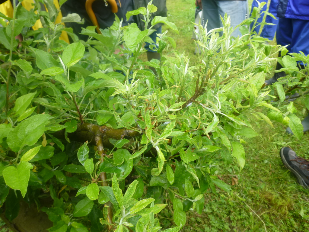 P1020877_JPG-1372052827