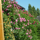 Besichtigung Rosen Waibel