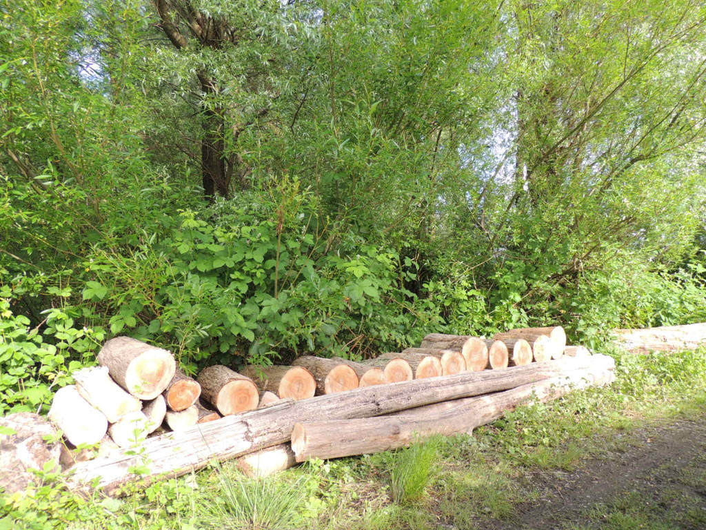 DSCN7625_JPG-1372110648