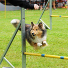 Agility H__chst 23-06-2013 25_jpg-1372319755