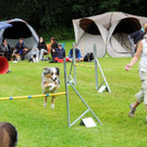 Agility H__chst 23-06-2013 3_jpg-1372319693